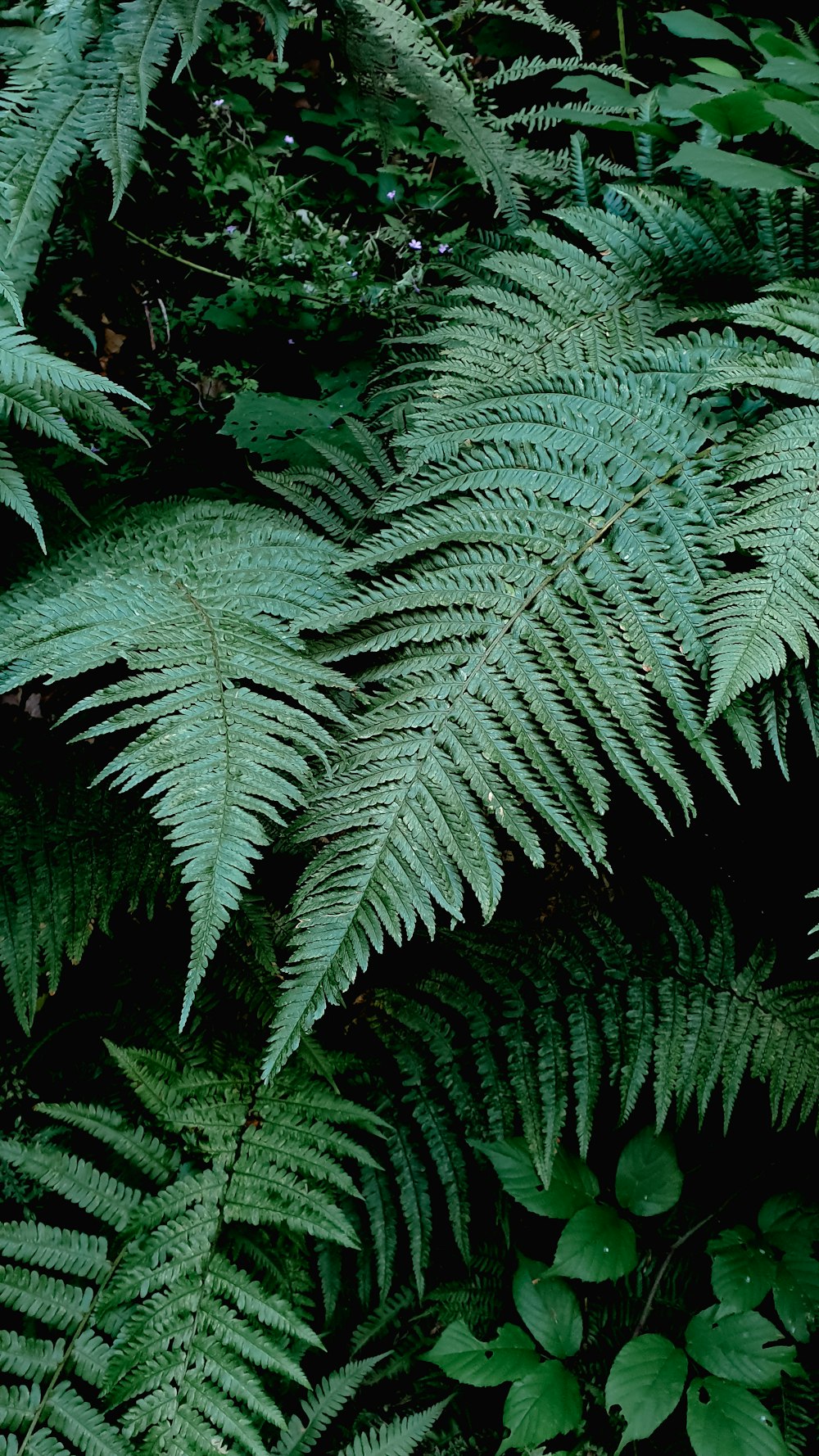 green fern plant