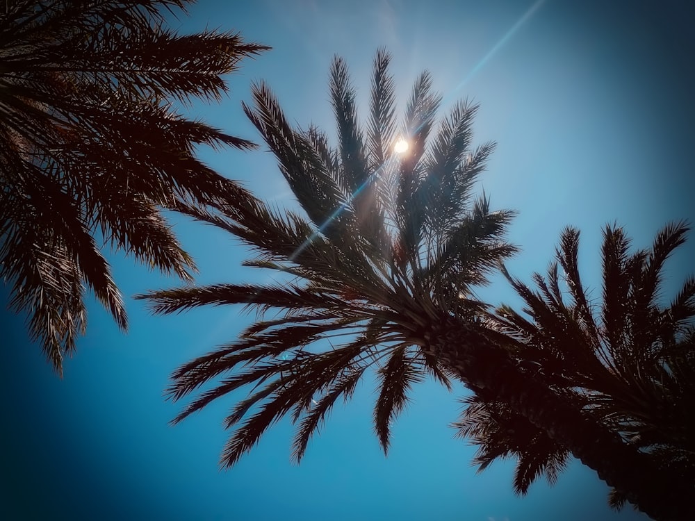 low angle view of coconut trees under the ray of the sun