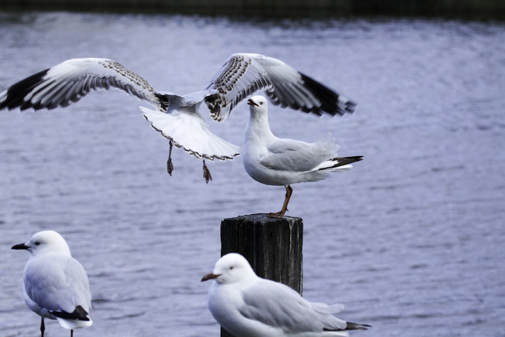 close-up photography of gull birds