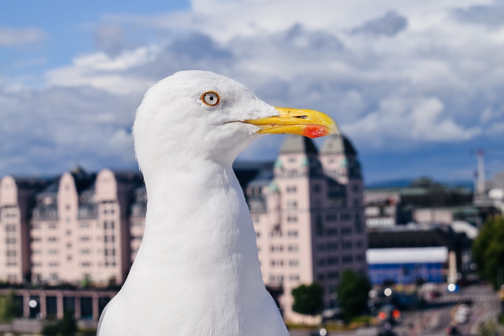 white seagull bird viewing high-rise buildings