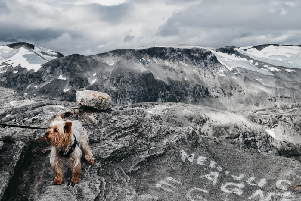 long-haired brown dog on rocky mountain