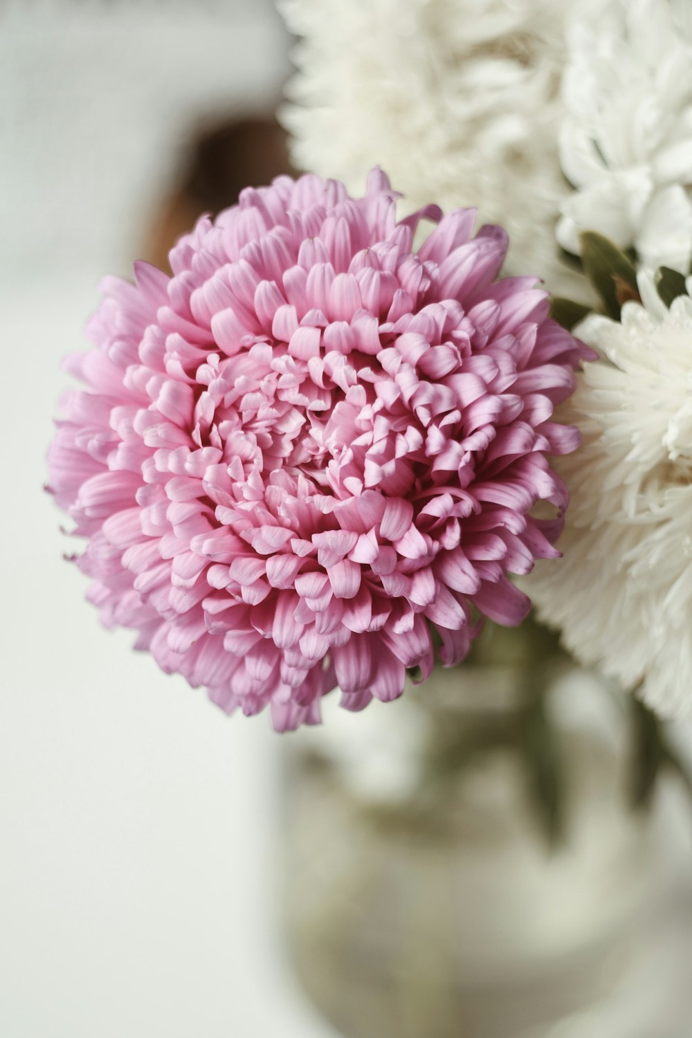 blooming pink and white flowers in vase