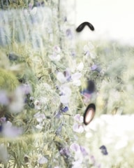 Nature scenes with soft focus and gentle colors.