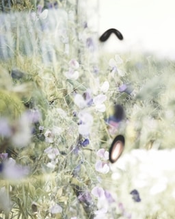 A cozy cottagecore scene with soft gradients, wild botanicals, and a hint of aura beauty magic.