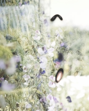 Nature scenes with soft focus and gentle colors.