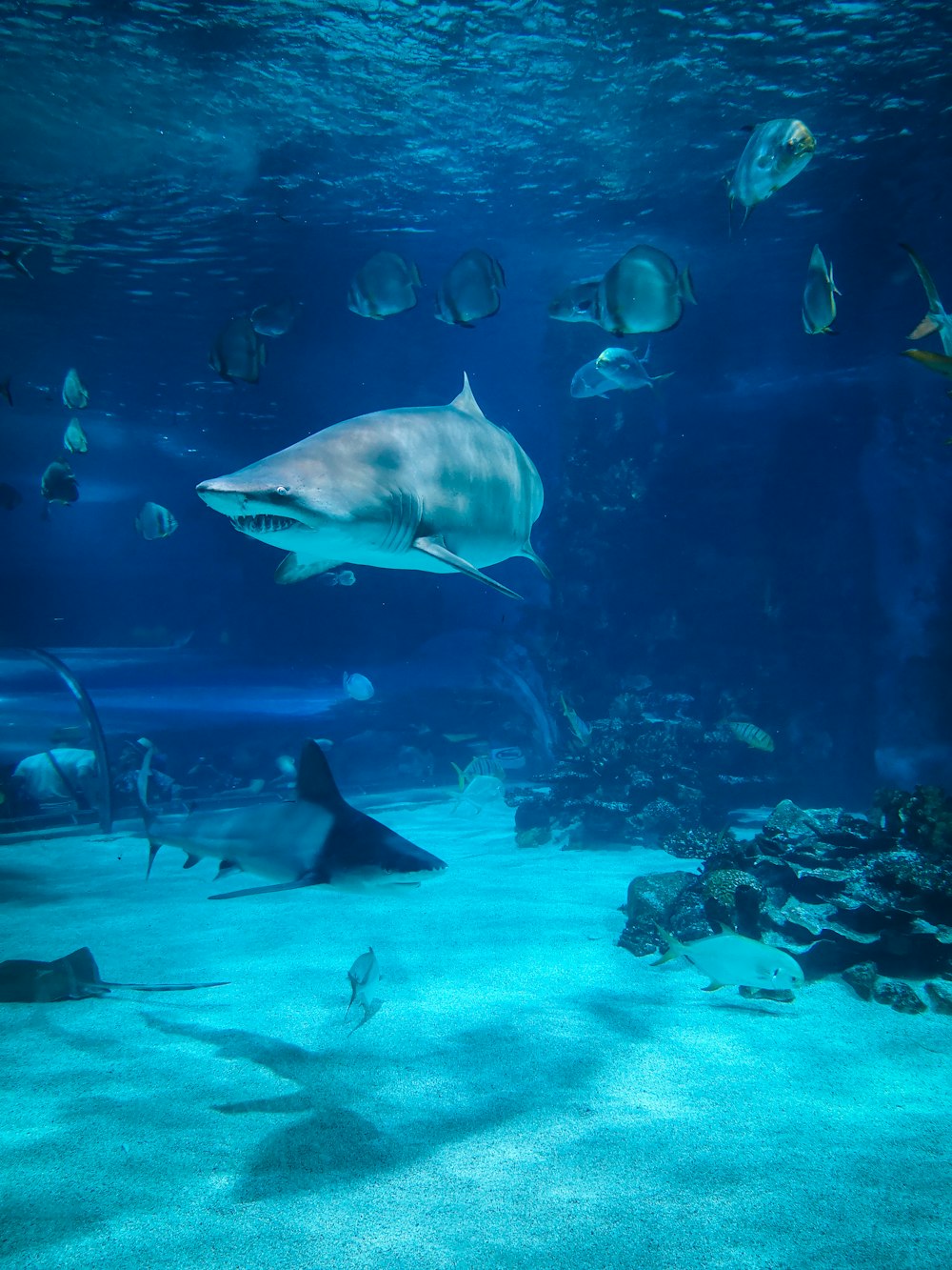 two gray sharks underwater