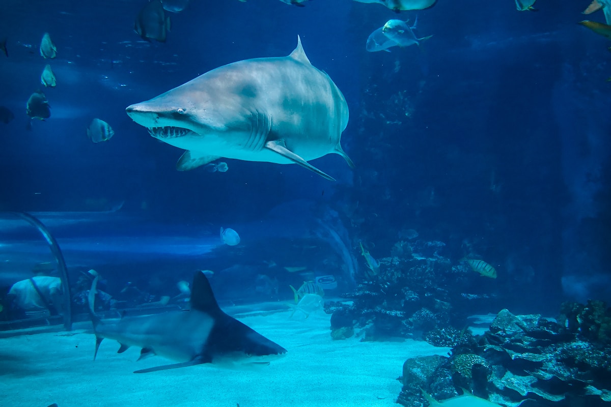 two gray sharks underwater