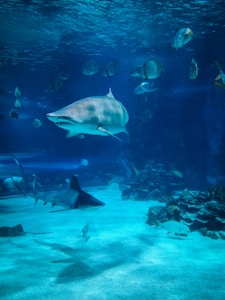 two gray sharks underwater