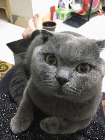A close-up of a gray cat with a round face and large, expressive eyes looking directly at the camera. The cat is sitting on someone's lap, who is lying back with their legs crossed. The background features household items, including a set of shelves with various containers and a carpet with a distinct pattern.