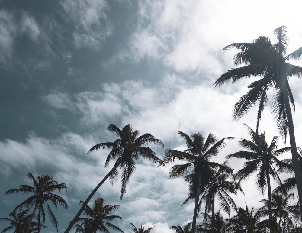 coconut trees