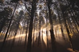 sun piercing through trees