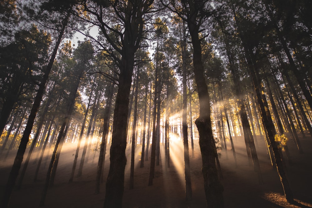 sun piercing through trees