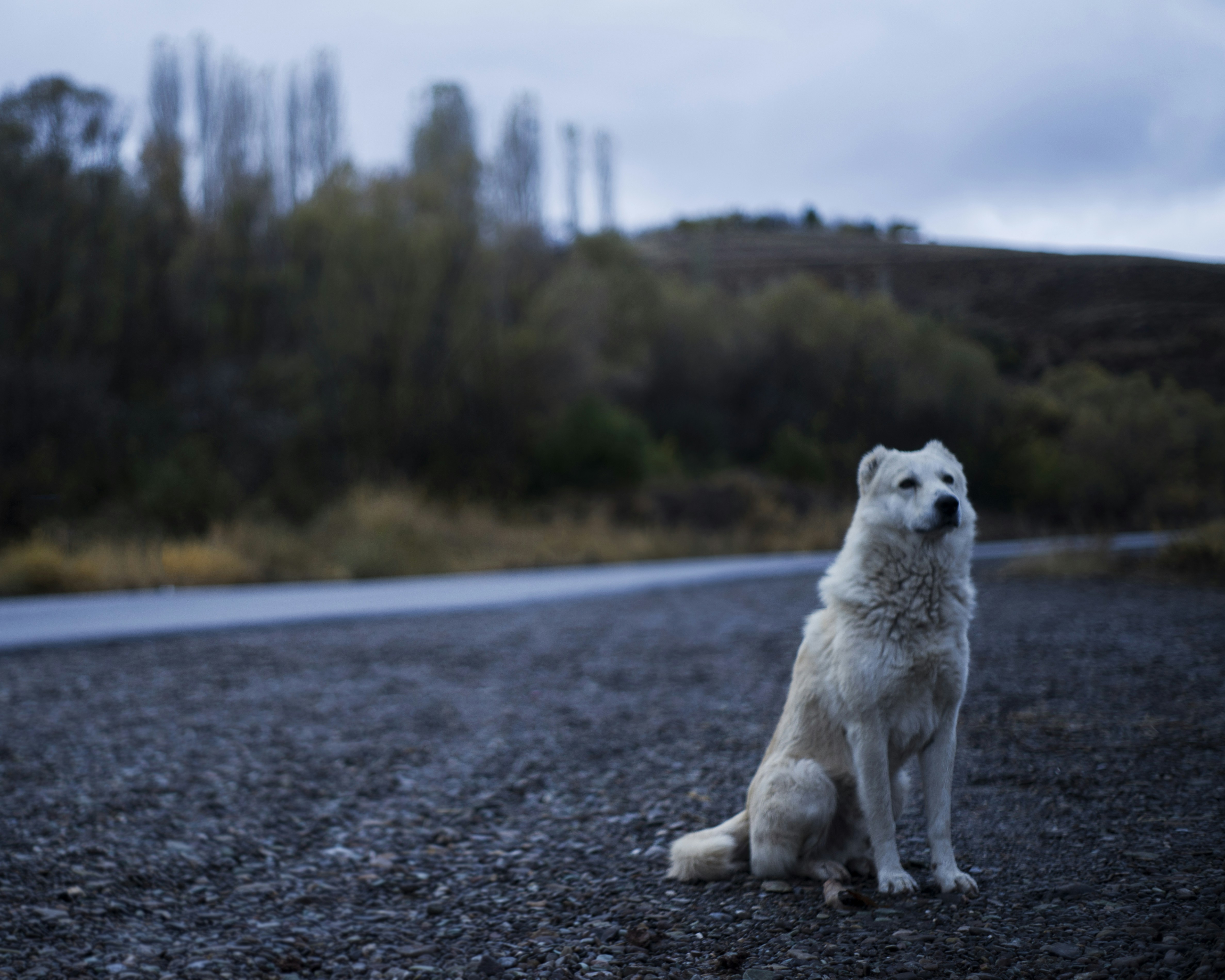 Canine Pet Dog And Animal Hd Photo By Mhdi Ghashghaeian