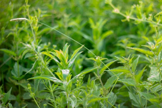 green plants