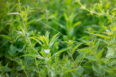 green plants