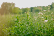 A peaceful nature scene featuring green plants and soft earth tones, symbolizing wellness and holistic living.