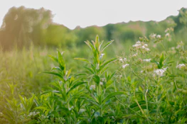 A peaceful nature scene featuring green plants and soft earth tones, symbolizing wellness and holistic living.
