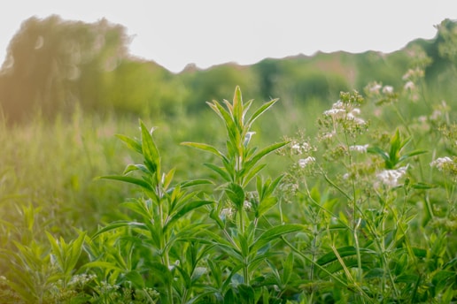Lush green plants and wildflowers fill the foreground, with a soft-focus background suggesting a natural environment. The sunlight gently filters through, creating a warm and serene atmosphere.