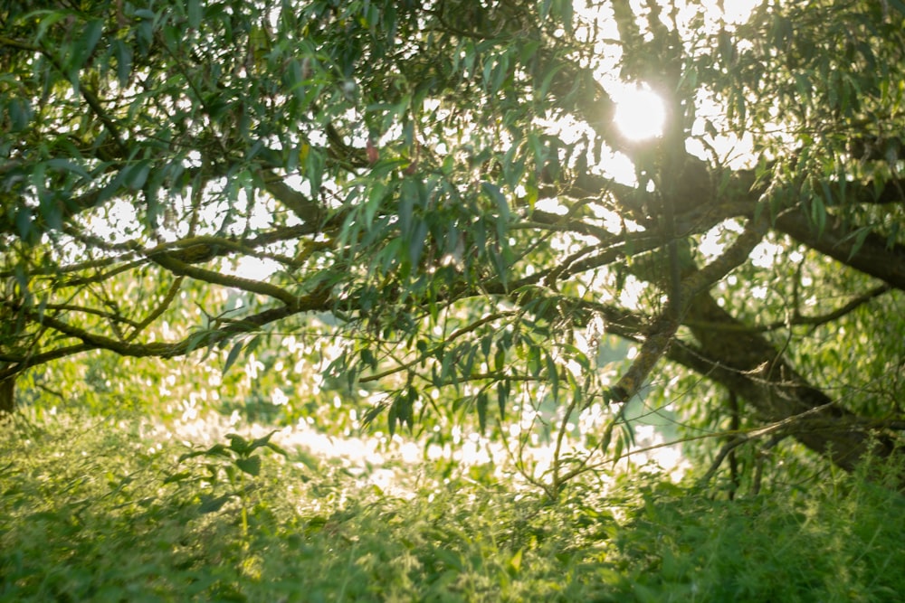 green tree under sun