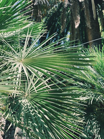 Close-up of vibrant Archontophoenix alexandrae palm leaves swaying gently in sunlight.
