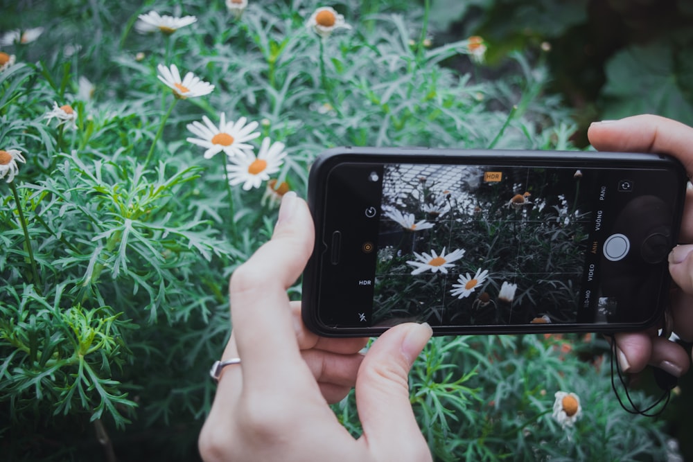woman taking photos of flowers