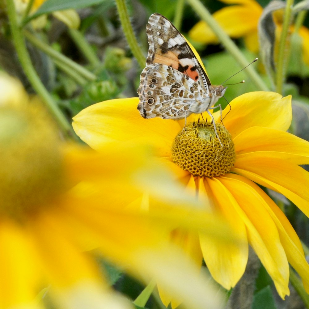 mariposa marrón en flor amarilla