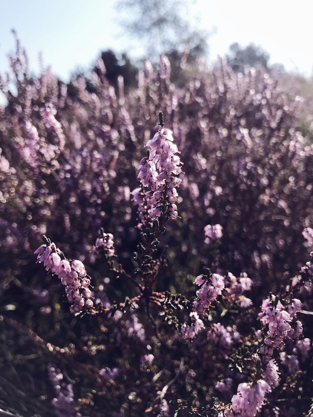 purple-petaled flowers