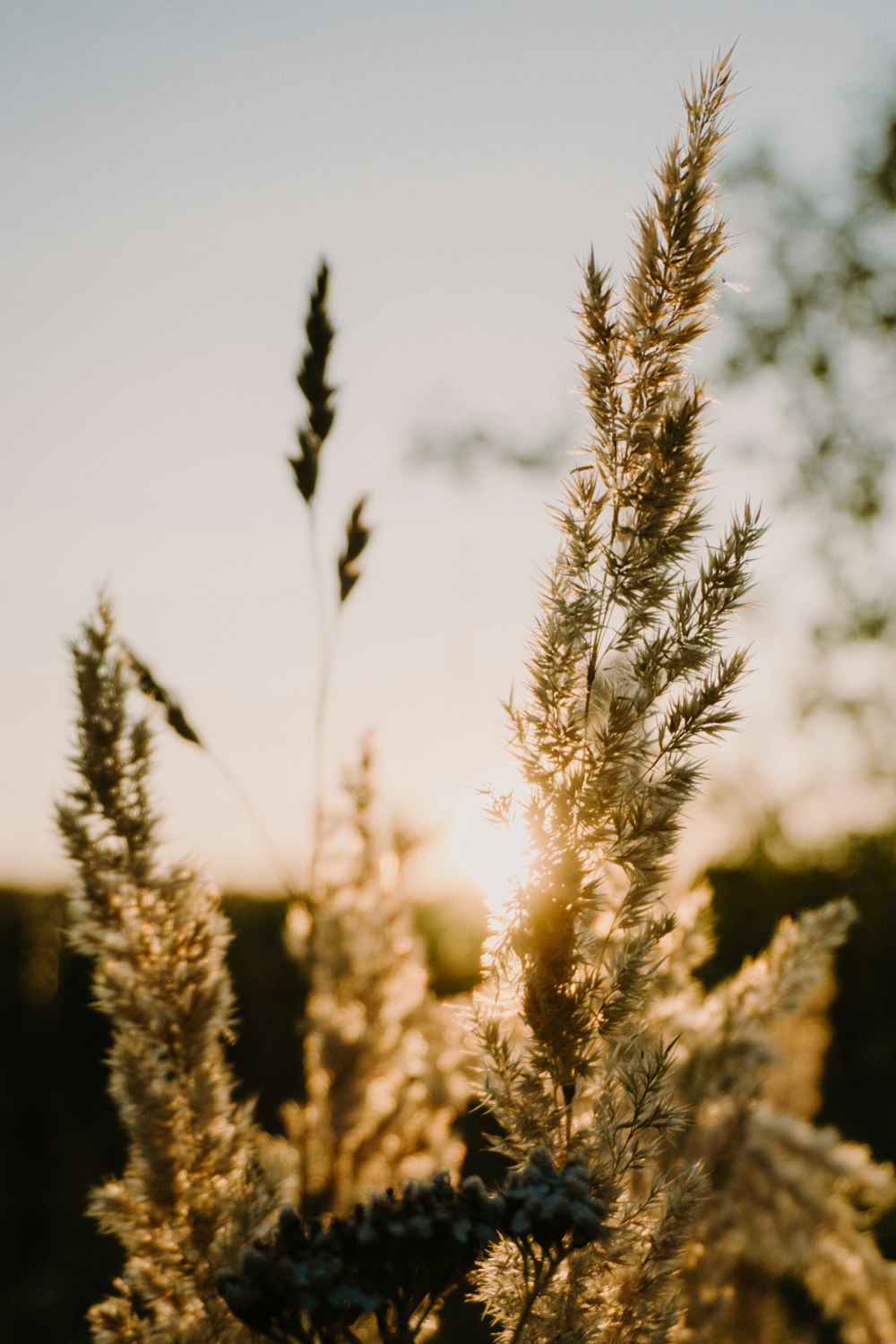 shallow focus photo of green plants