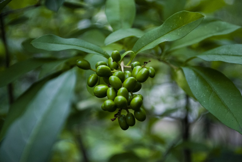 green beans during daytime