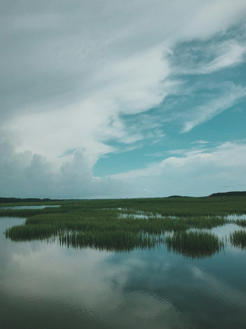 swamp under cloudy sky