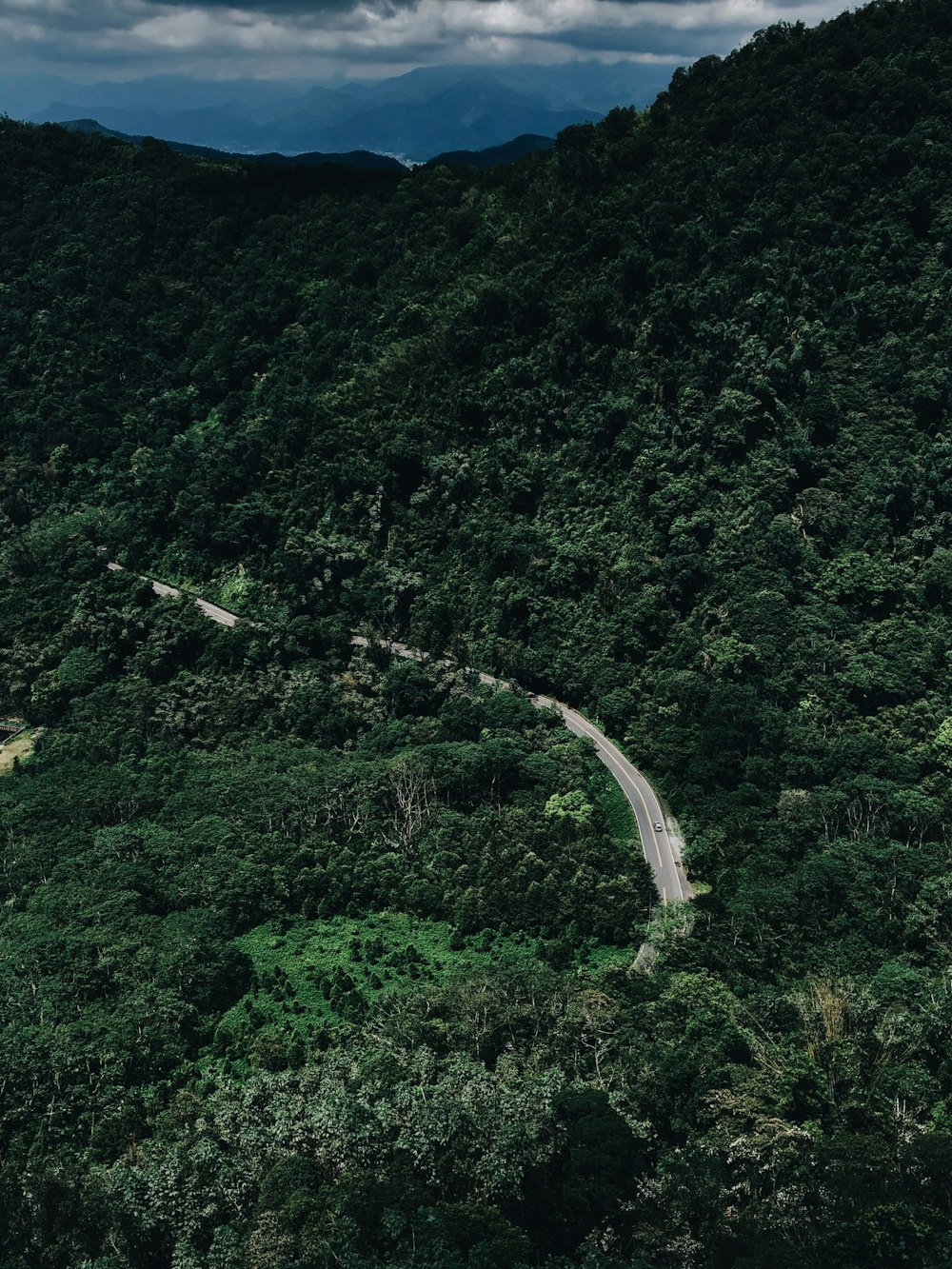 road in the middle of the forest during day