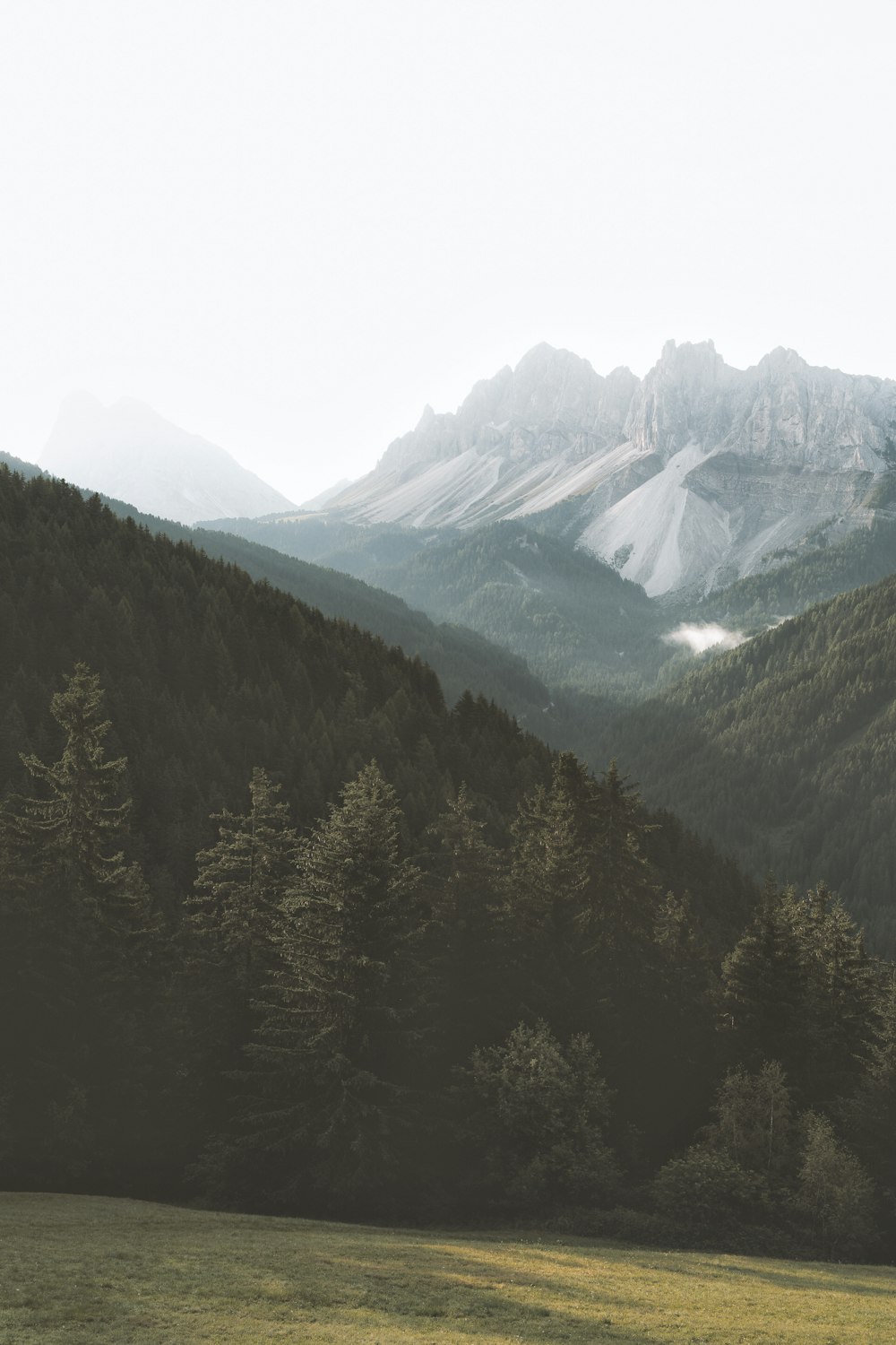 pine trees at daytime