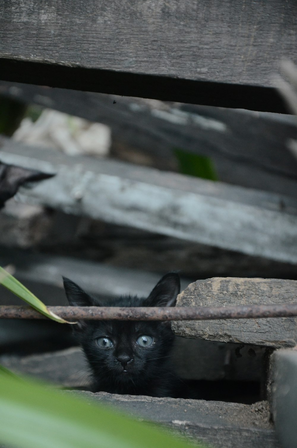 black cat hiding on wood slab
