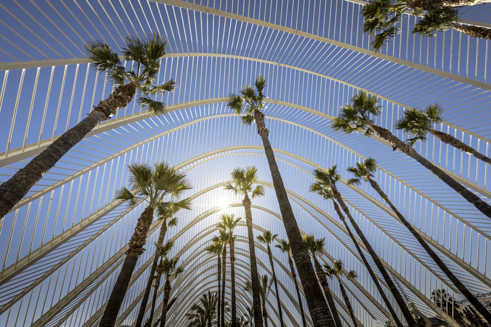 coconut palm trees at daytime