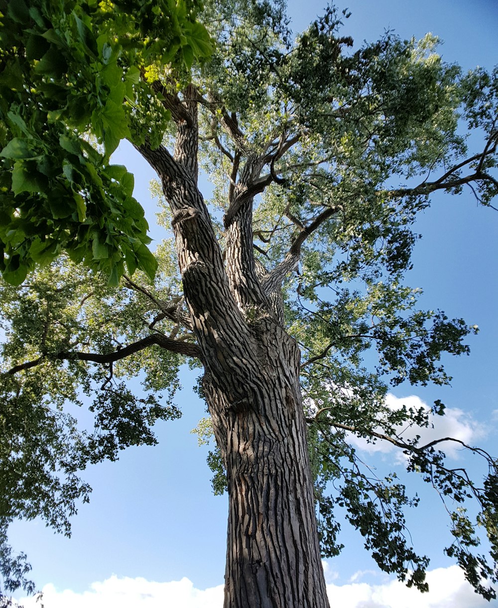 arbre à feuilles vertes pendant la photo de jour