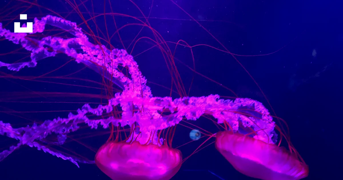 Foto Ilustración de medusa rosa – Imagen Vida marina gratis en Unsplash