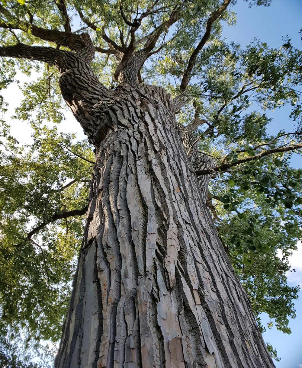 Grüner Baum am Tag