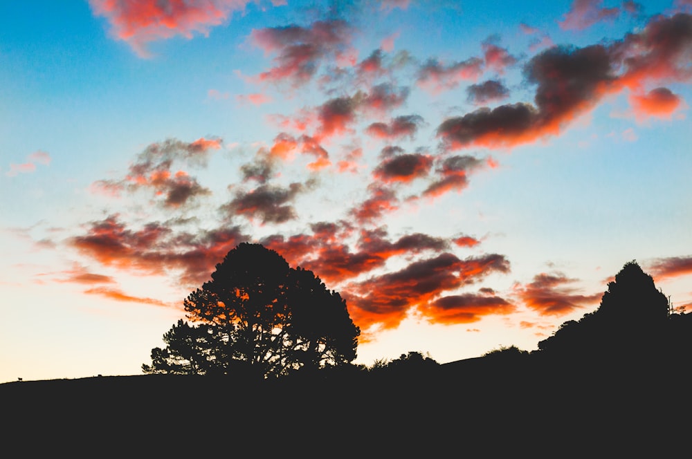 silhouette of trees