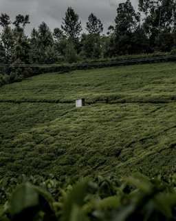 A lush green landscape with dense, rolling tea plantation fields. In the middle of the foliage, there is a small, solitary white structure. The backdrop includes a dense arrangement of tall trees under a cloudy sky, suggesting a serene and slightly moody atmosphere.