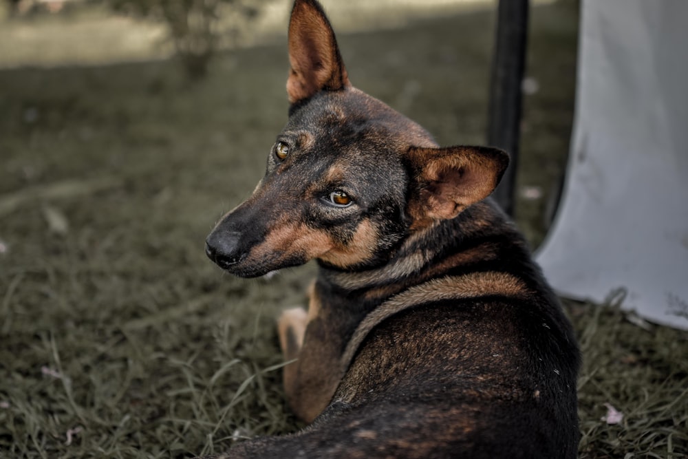 brown and black dog lying on ground