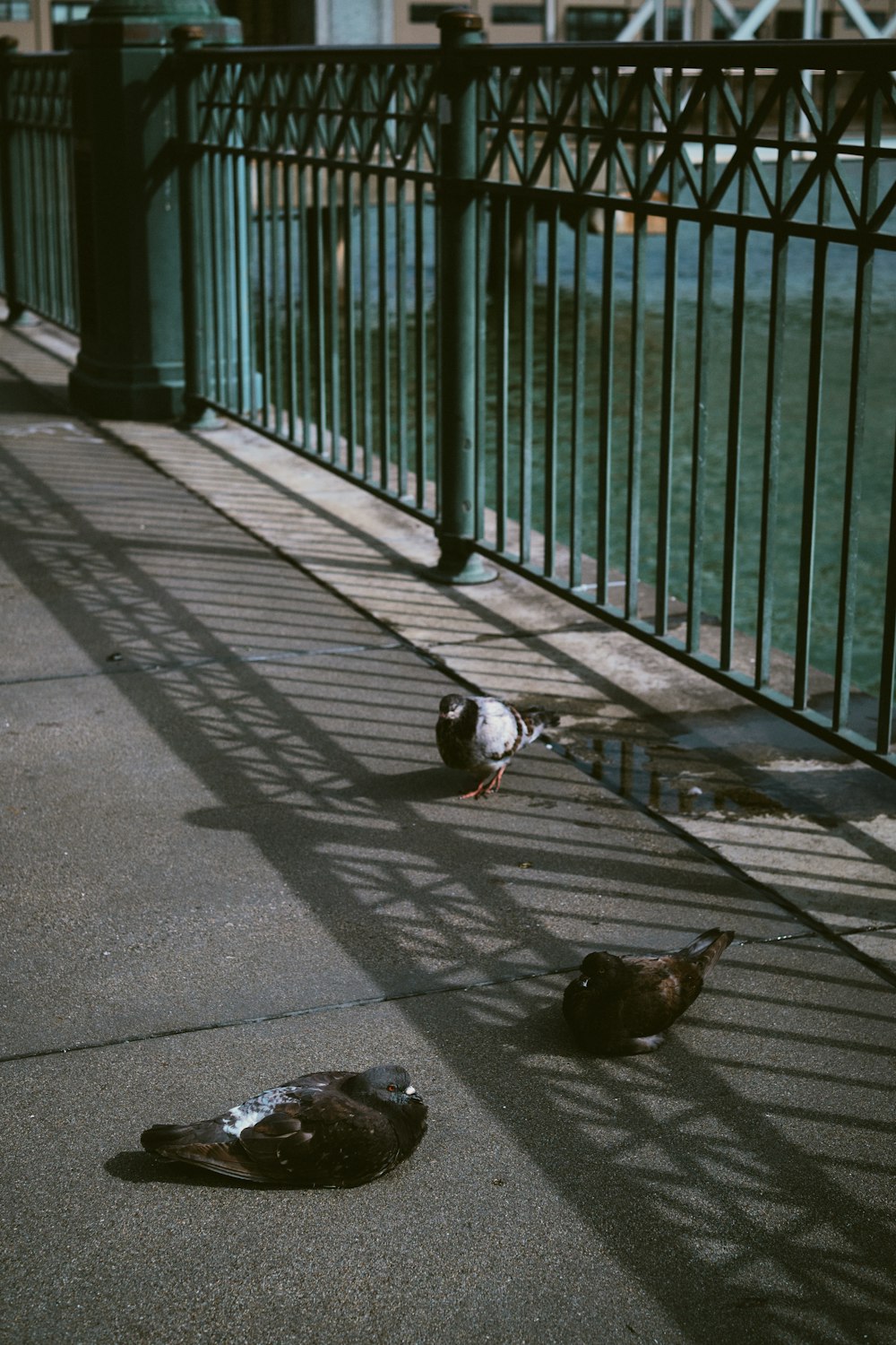 black and white pigeons beside fence