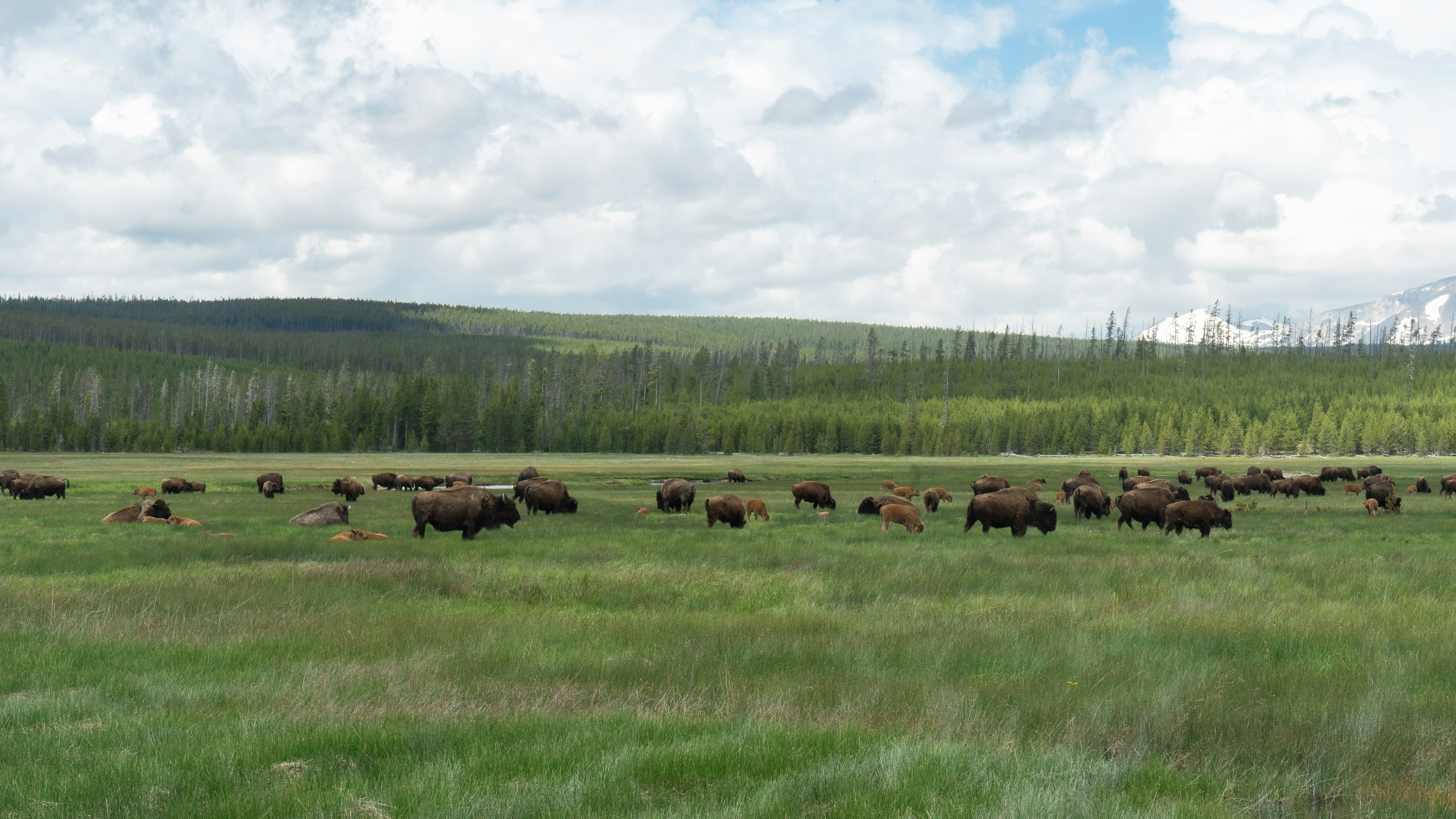 Bison near a luxury RV Resort in Idaho