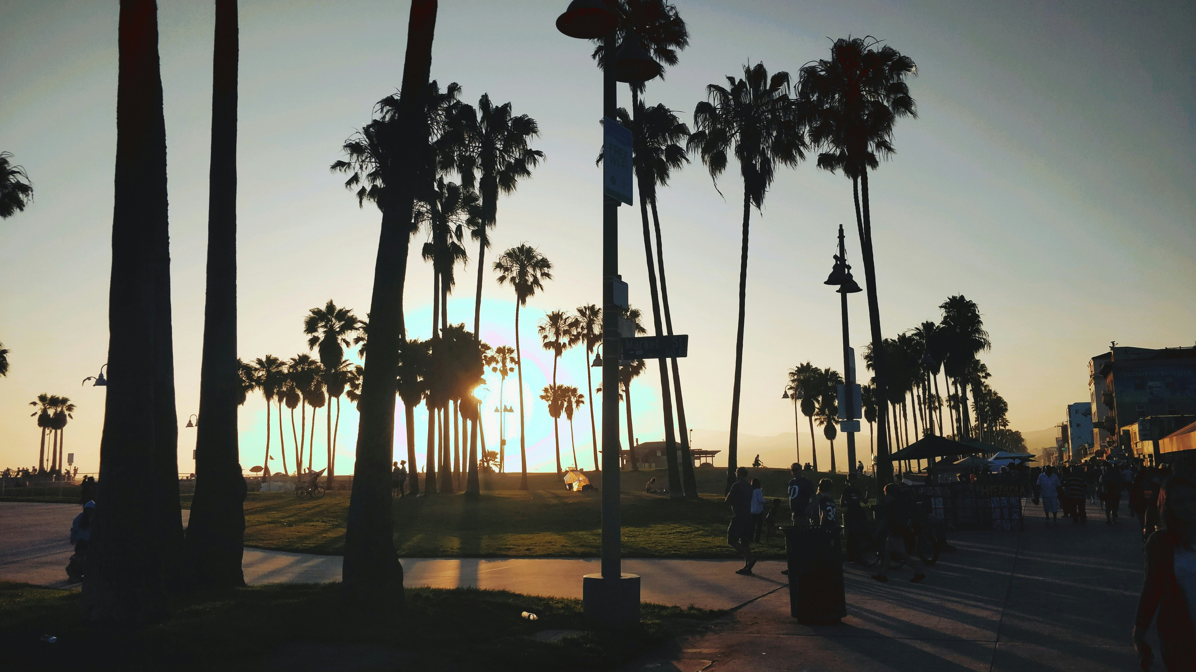 silhouette of tall trees under blue skies palm-tree teams background