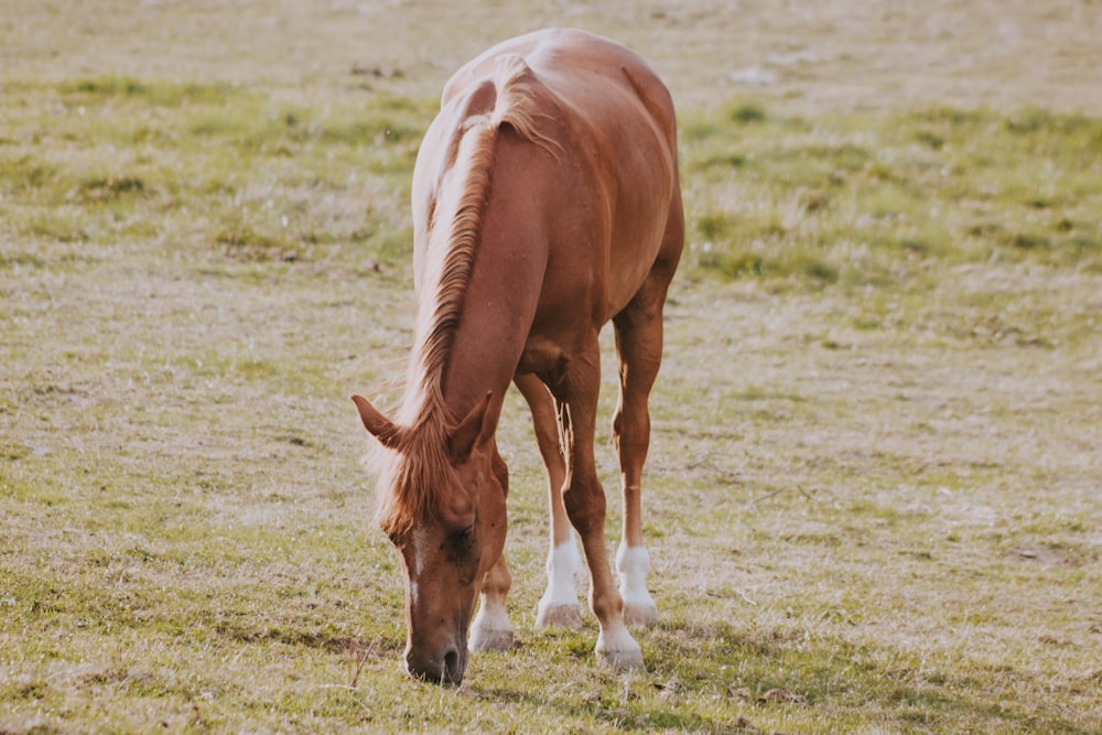 grazing horse at field during daytime