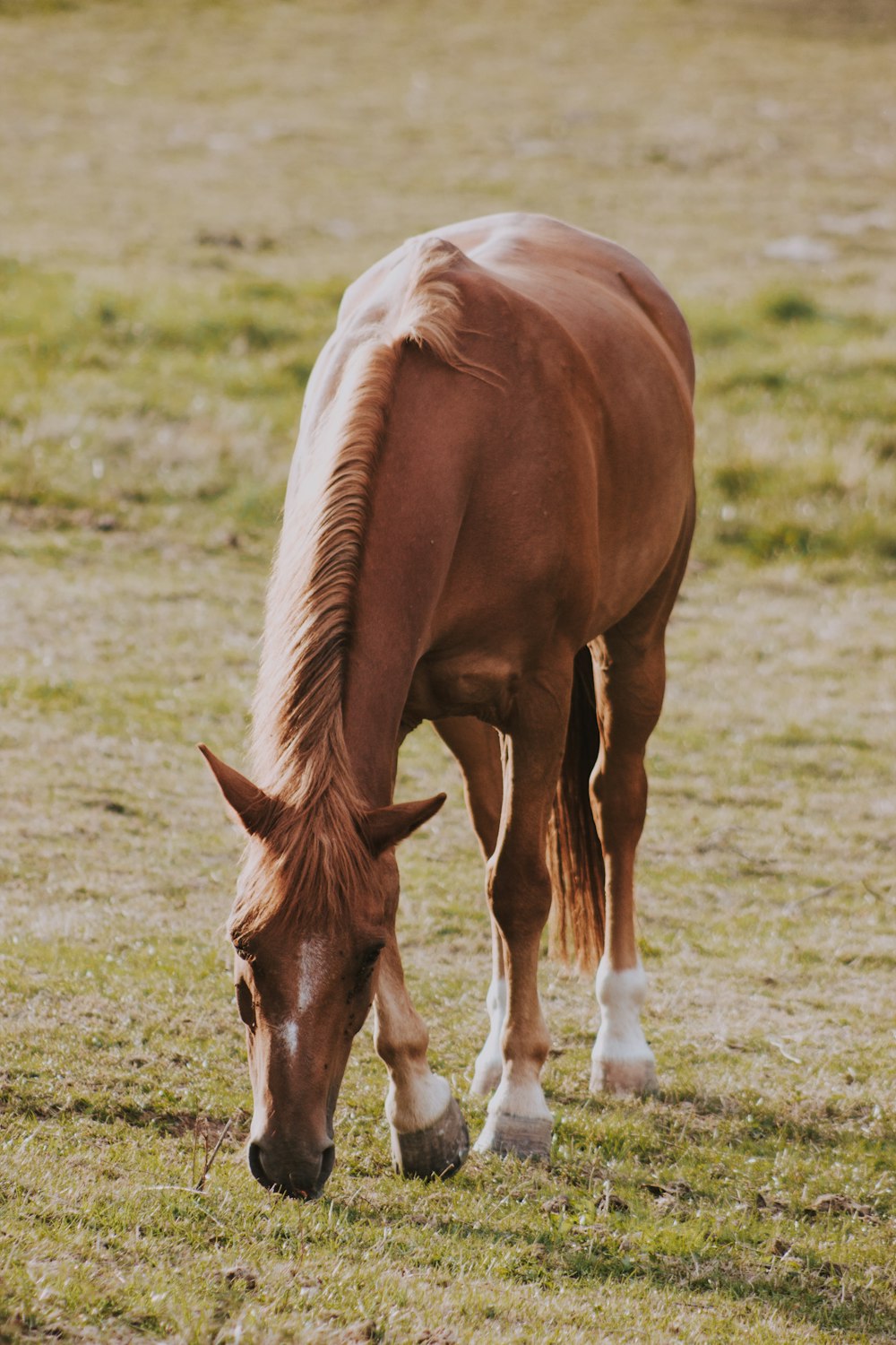 brown horse grazing on field