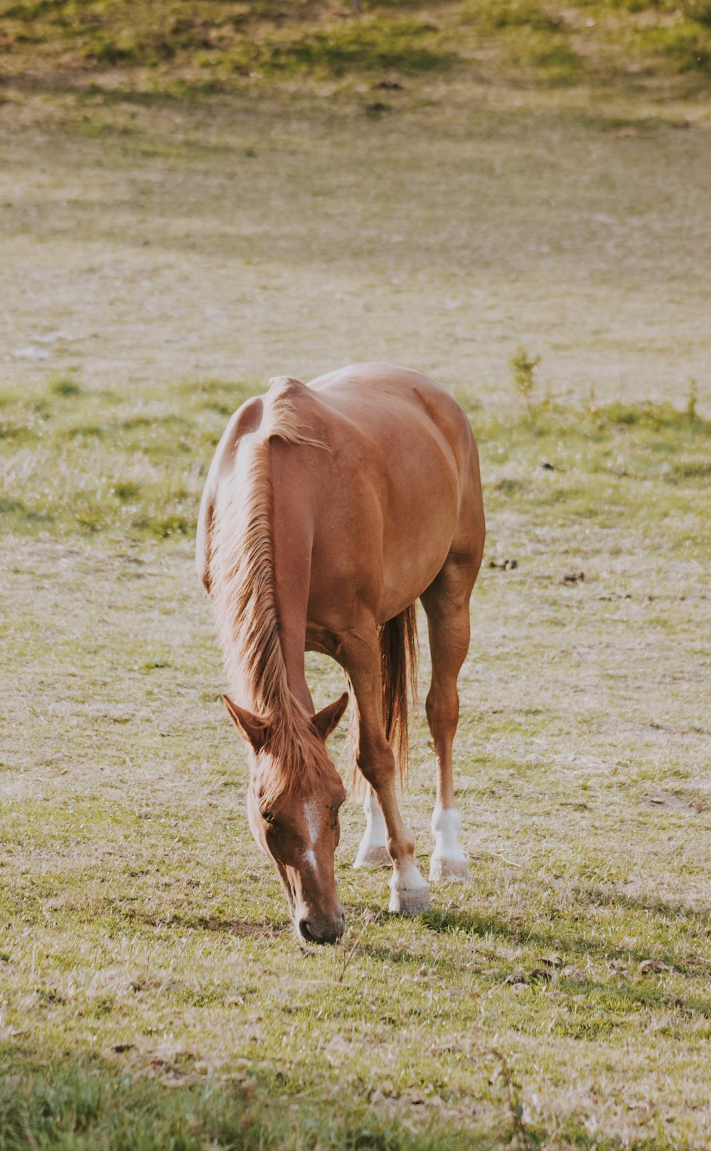 horse eating grass