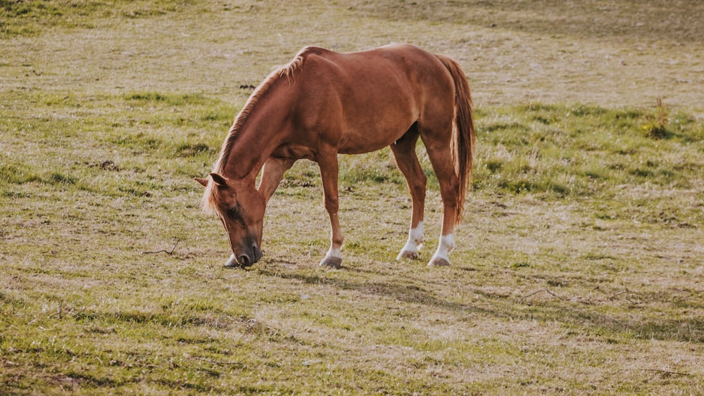 草を食べる馬の写真 Unsplashで見つける茶色の無料写真