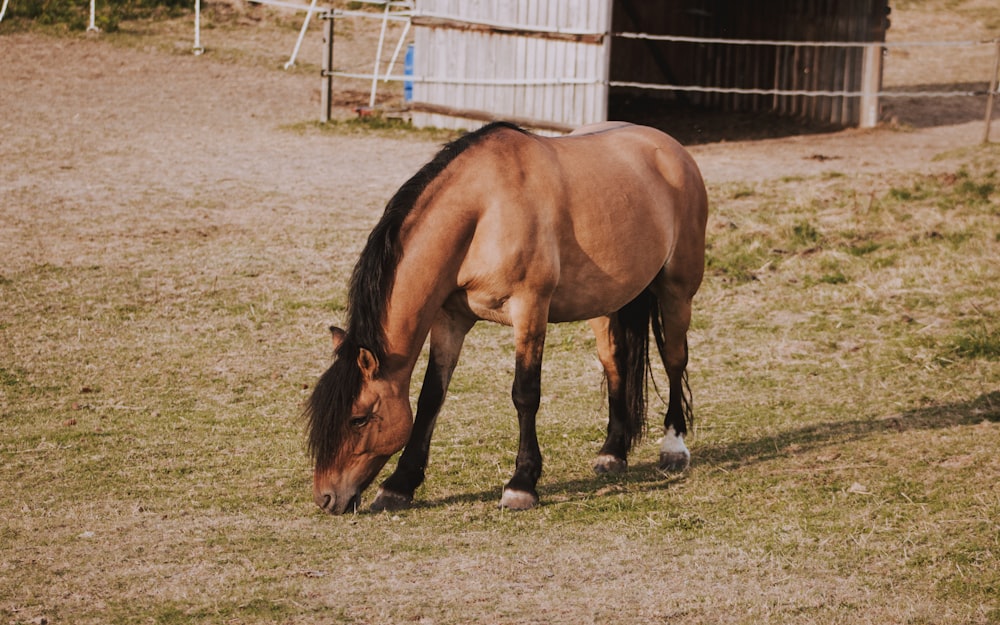 brown horse