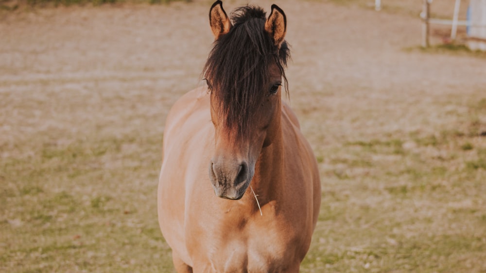 horse on open field