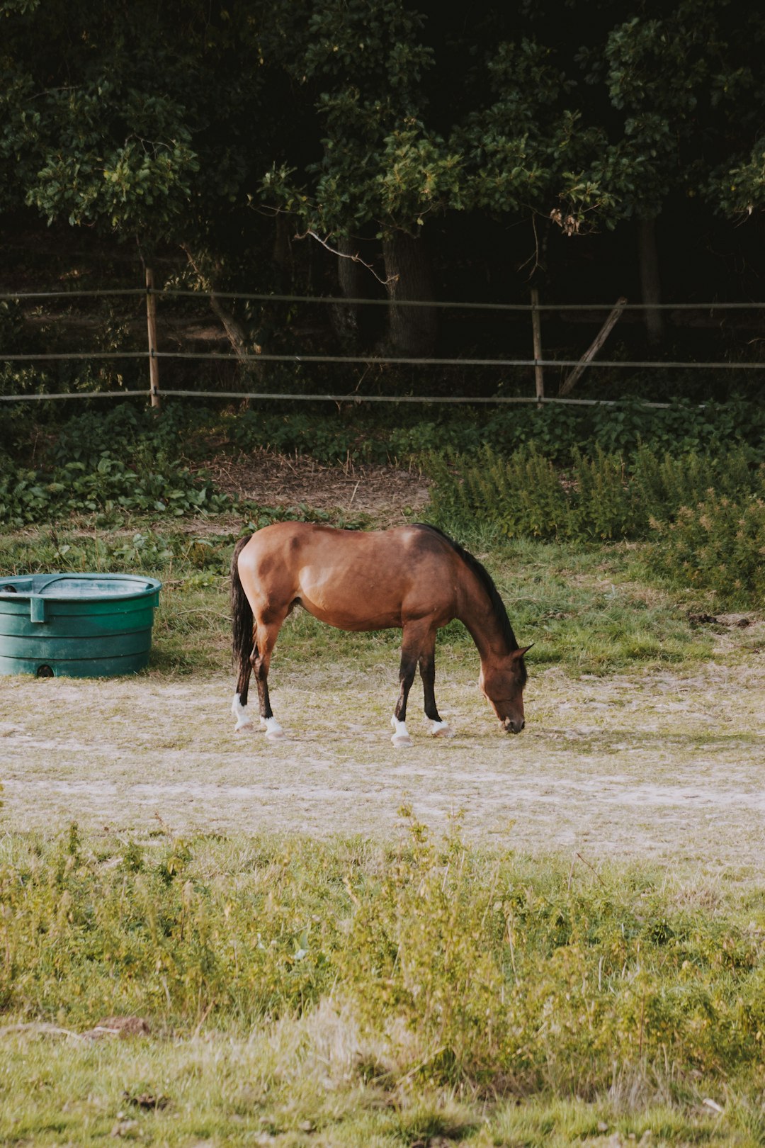 brown horse standing near fence at daytime